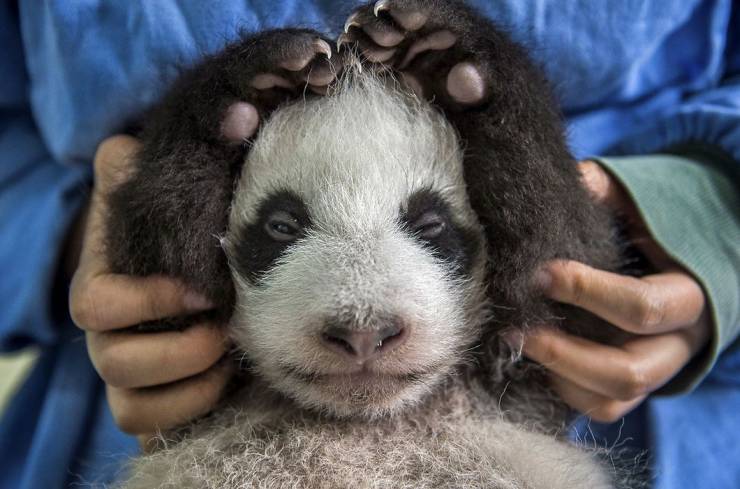 Wanna Become A Panda Nanny?