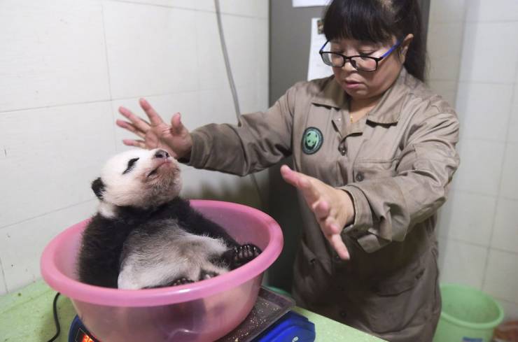 Wanna Become A Panda Nanny?