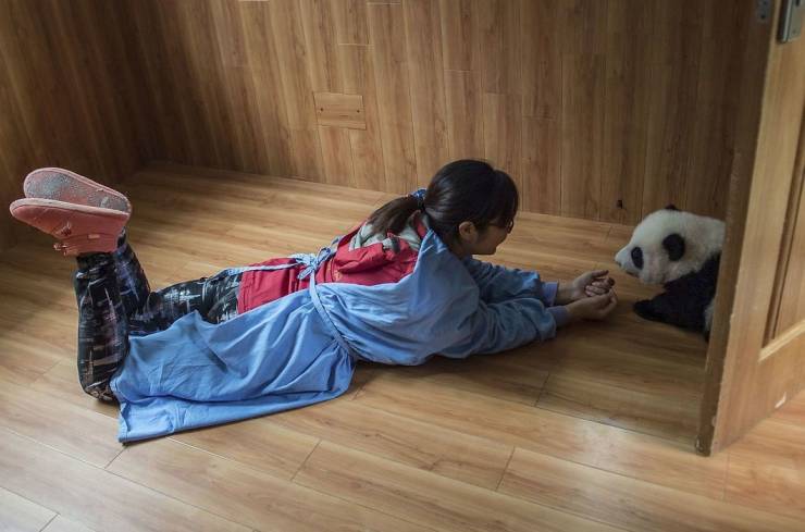 Wanna Become A Panda Nanny?