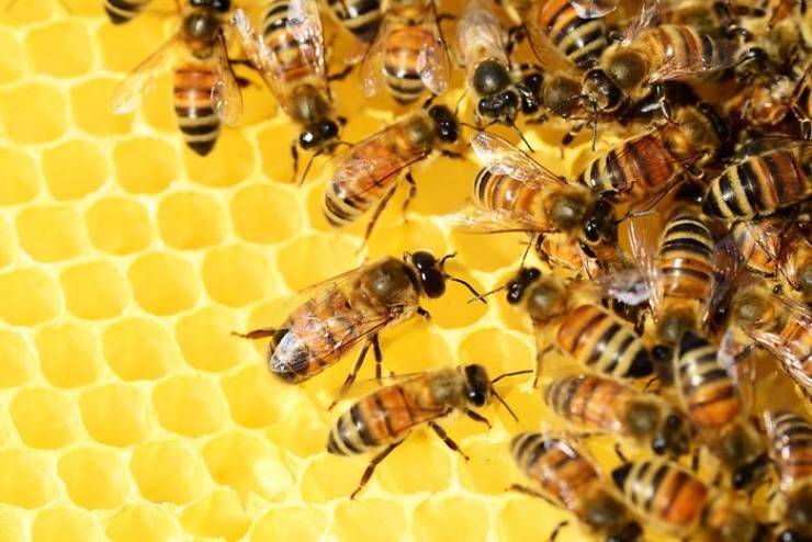 Good News! World’s Honey Bee Population Is Growing!