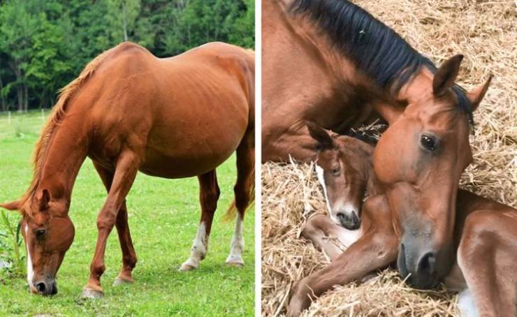 How Long Pregnancy Is For Different Animals