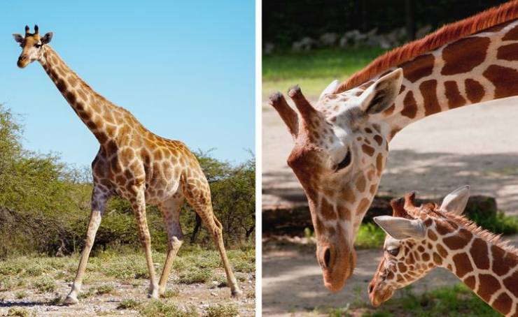 How Long Pregnancy Is For Different Animals