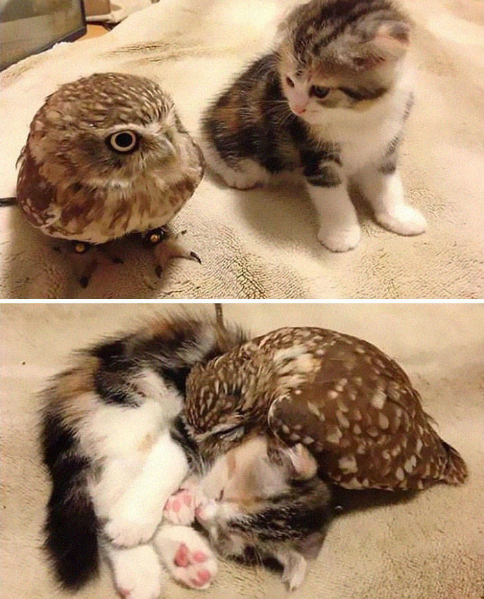 Animals Know Everything About Friendship