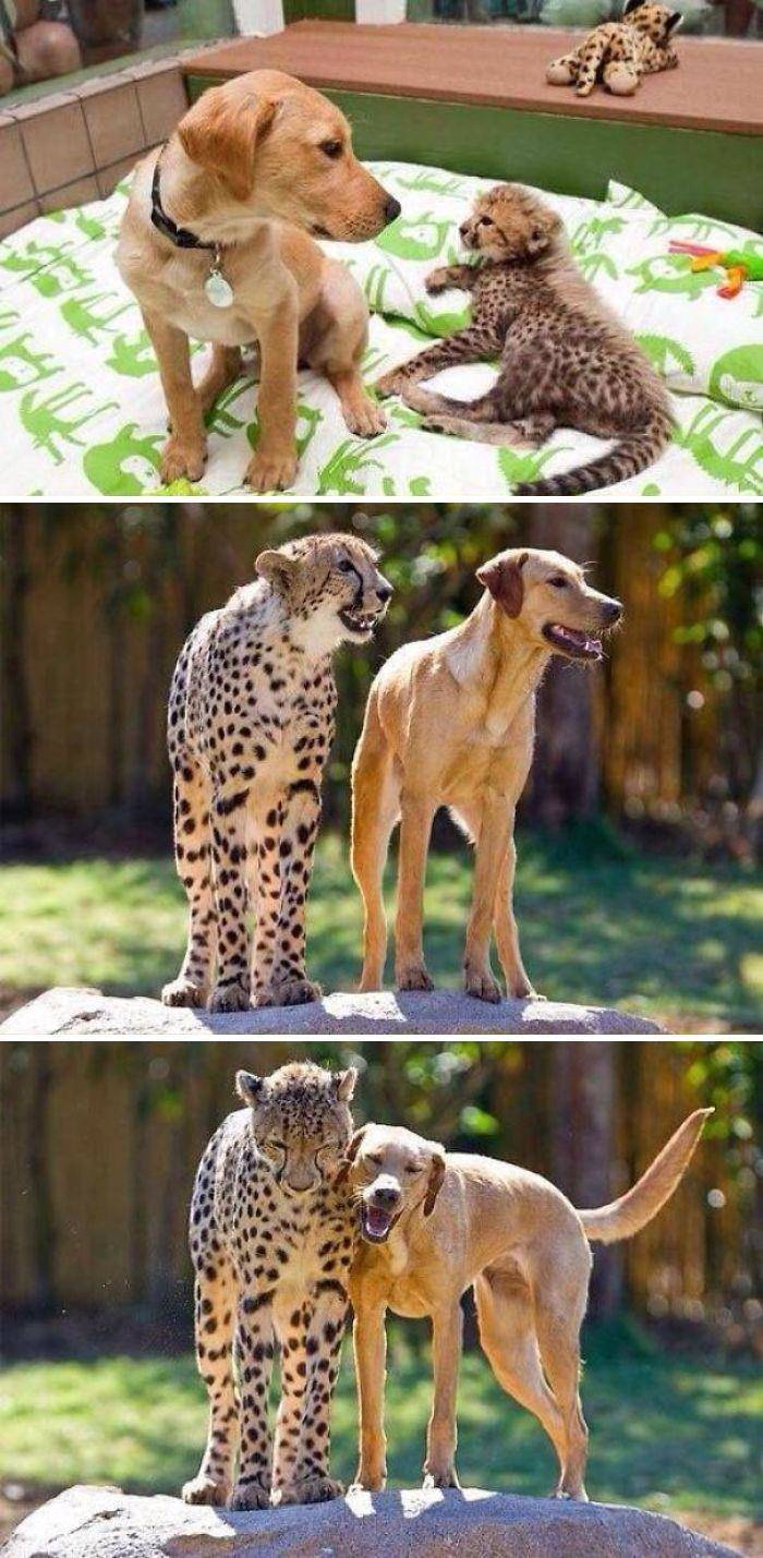 Animals Know Everything About Friendship