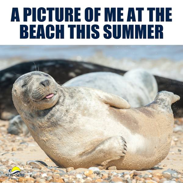 A fur seal enjoys a sunbath with his tongue out. The picture says:” A picture of me at the beach this summer