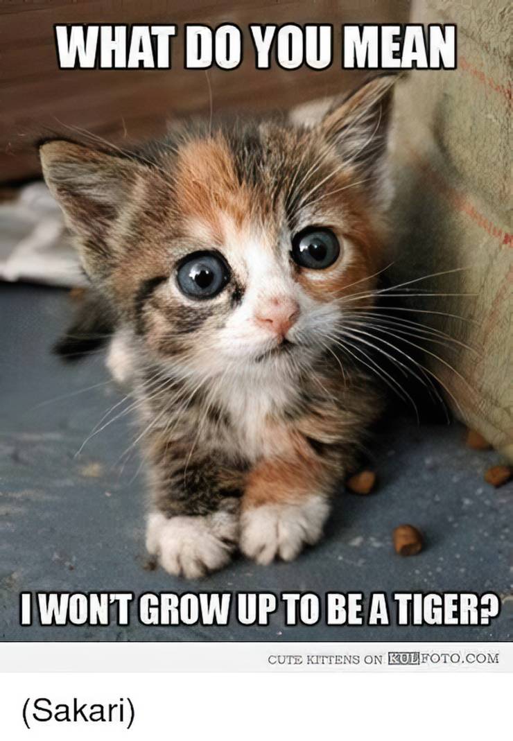 An image of a little super-cute kitten staring in amazement says: “What do you mean I won’t grow up to be a tiger?