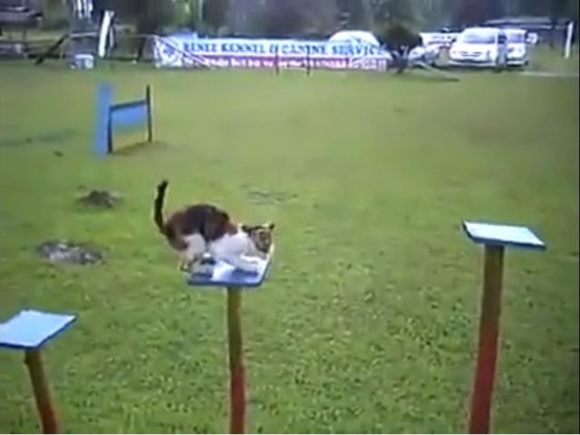 That’s One Trained Cat!