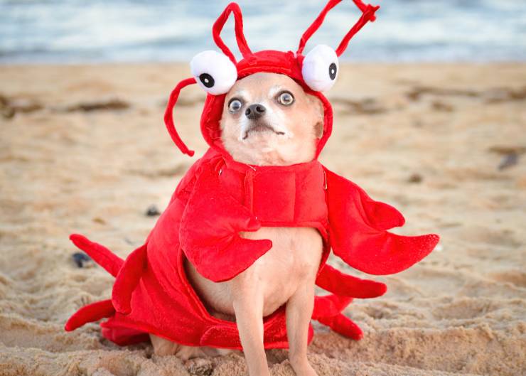 A picture of a tiny dog with a hilarious face dressed as a crab sitting on the beach.