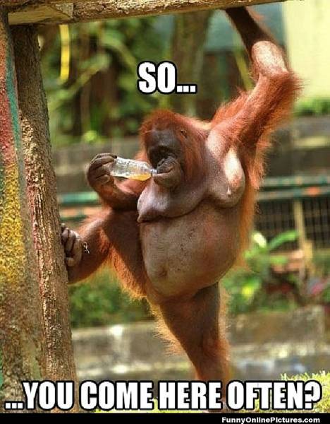 A picture of an orangutan standing in a flirting manner and drinking from a bottle saying: ‘So...you come here often”?