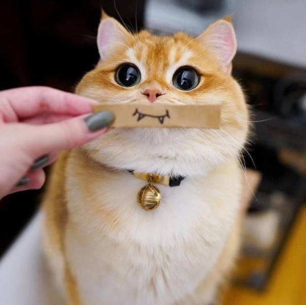 Fine Examples When A Picture Says More Than Just A Thousand Words