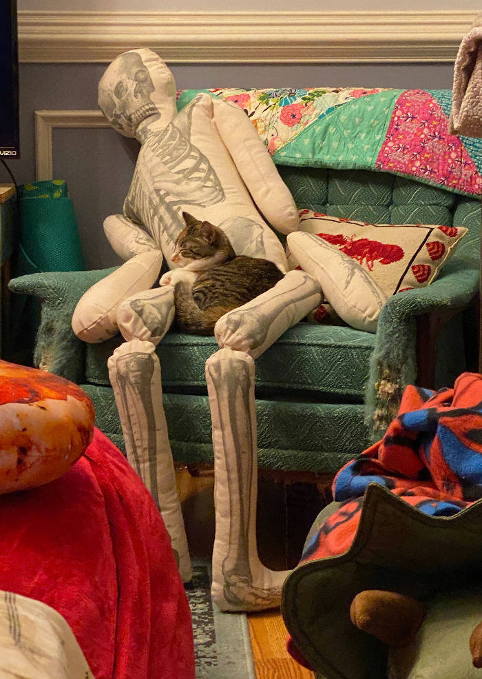 How Cats React To A Human Skeleton Pillow