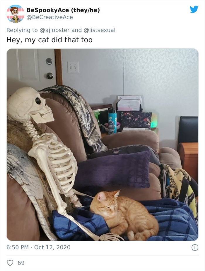 How Cats React To A Human Skeleton Pillow