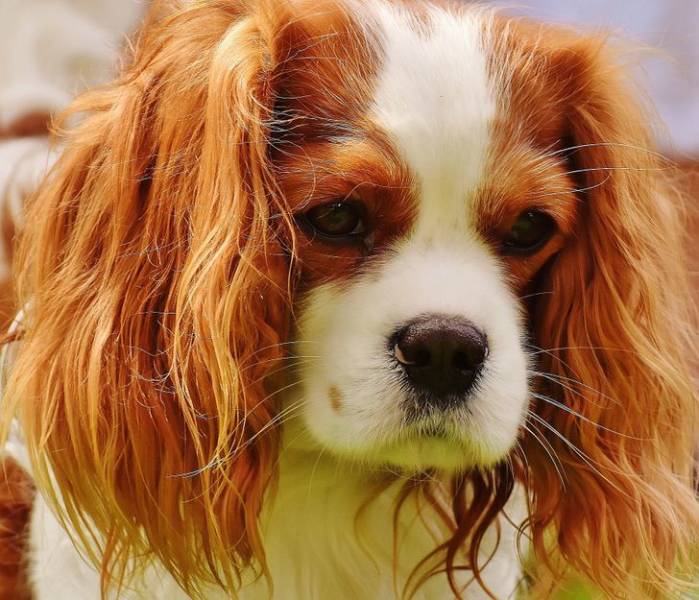Have A Kid? These Dog Breeds Are For You!