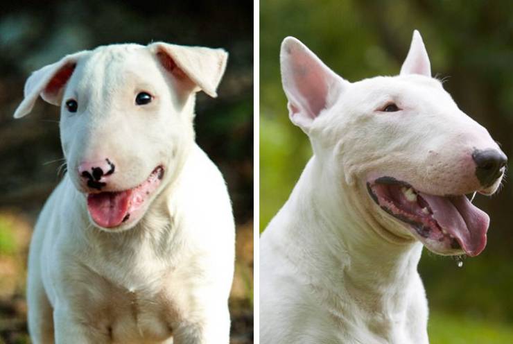 How Different Dog Breeds Look As Puppies