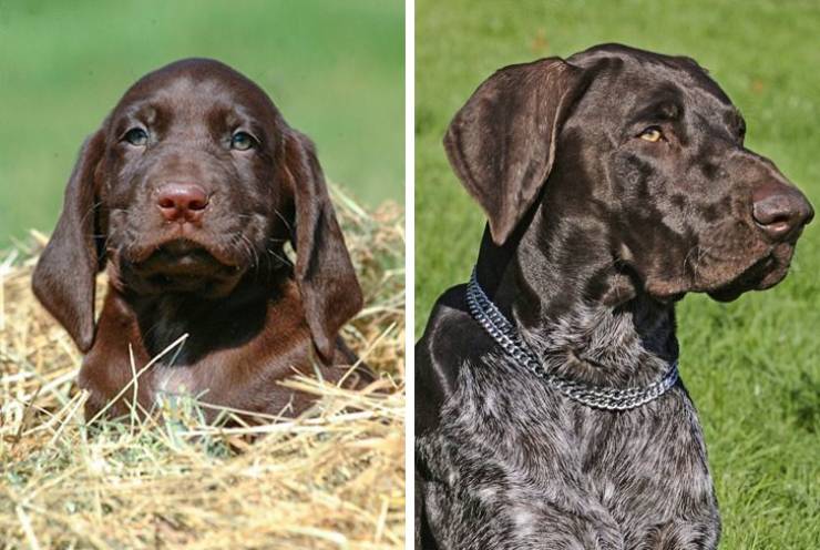 How Different Dog Breeds Look As Puppies