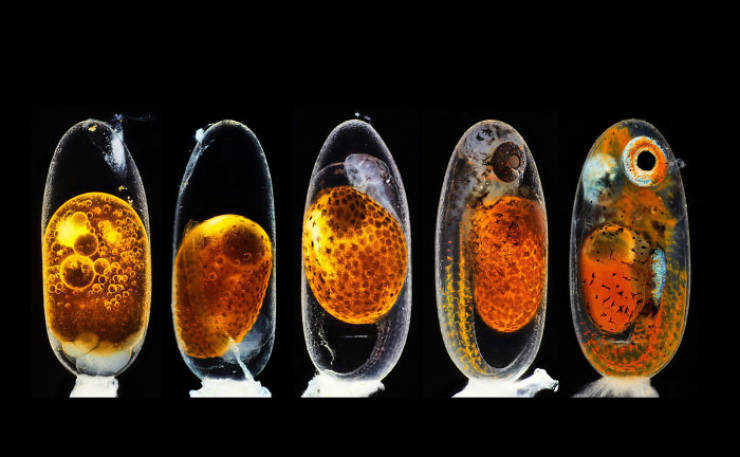 Here Are Your “Nikon Small World” 2020 Winners!