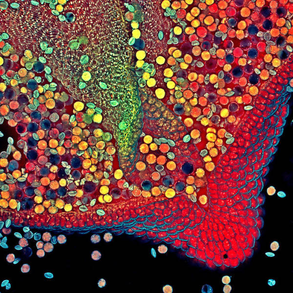 Here Are Your “Nikon Small World” 2020 Winners!