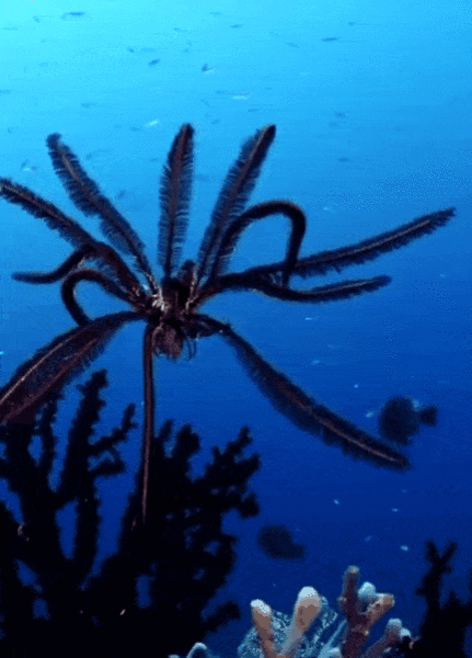How Many More Strange Creatures Live In The Depths Of The Ocean?