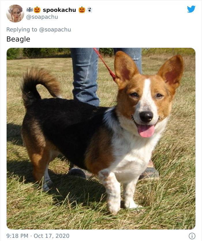 What Happens When You Cross A Corgi With Another Breed…