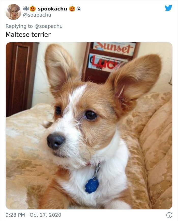 What Happens When You Cross A Corgi With Another Breed…
