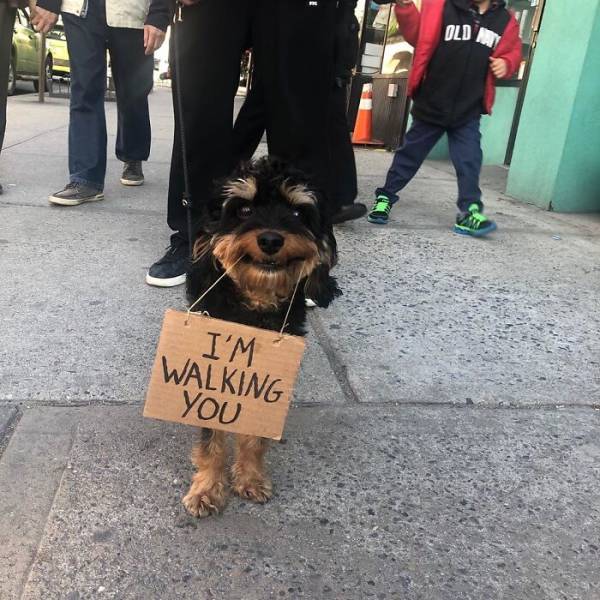 This Dog With Sign Has A Message For You