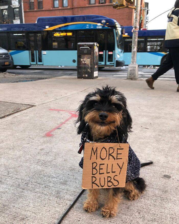 This Dog With Sign Has A Message For You