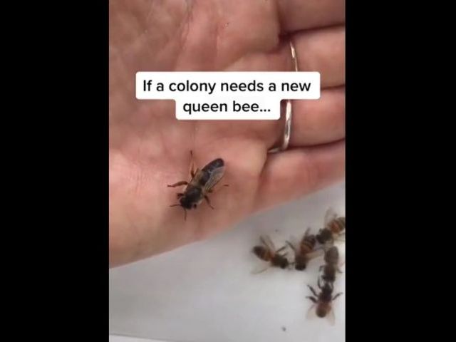 How A Queen Bee Joins A New Colony
