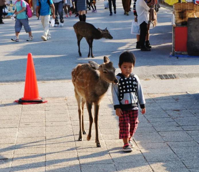 These Animals Love Humans A Lot!