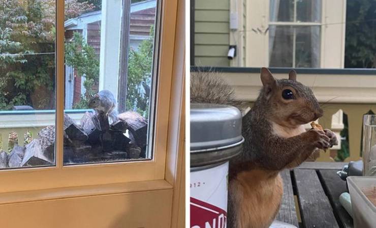 These Animals Love Humans A Lot!