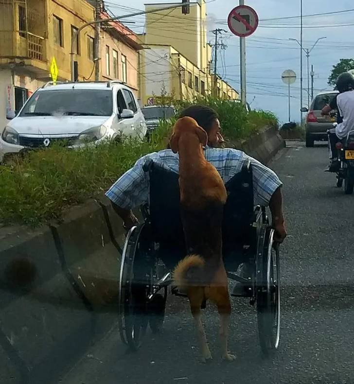 These Animals Love Humans A Lot! (20 PICS) - Izismile.com