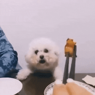 Cachorro feliz ao ver uma comida