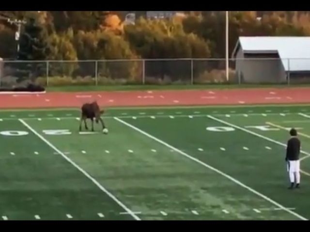 This Moose Is Pretty Good At Football!