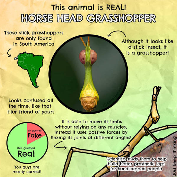 Illustrations Make These Fun Facts A Lot Better!