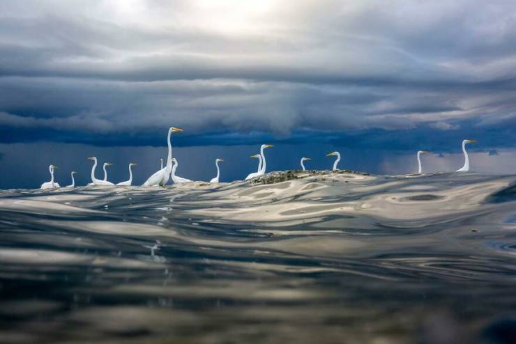 Take A Look At The Winners Of “European Wildlife Photographer Of The Year”, 2020 Edition!