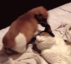 daily_gifdump_3448_22.gif