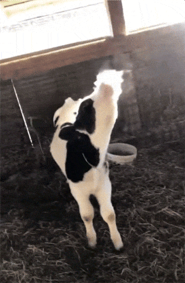 The Calf Sees The Steam For The First Time