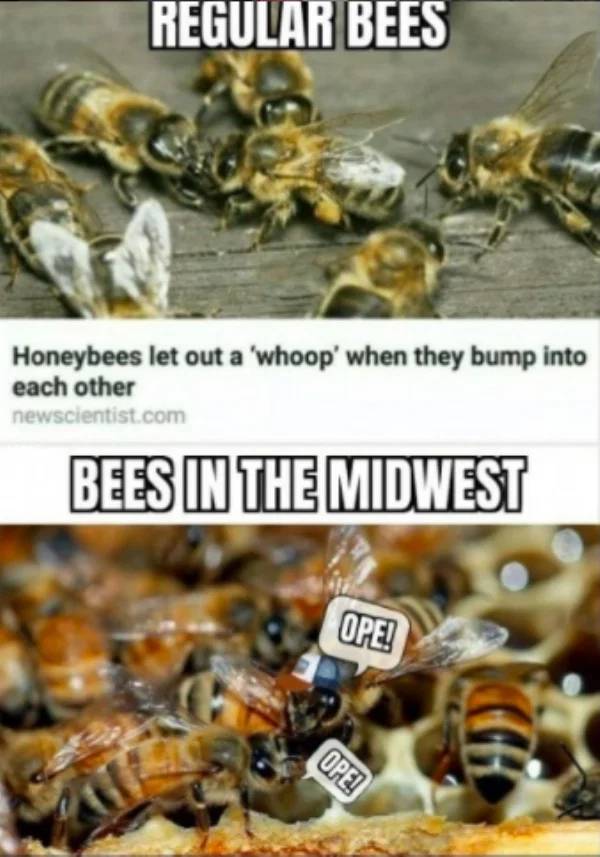 These Memes Are Very Midwestern