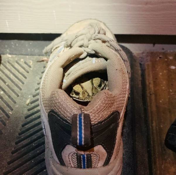 When A Toad Decides To Live In Your Shoe…