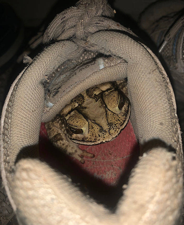 When A Toad Decides To Live In Your Shoe…