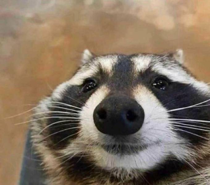 Raccoons Are So Adorable!