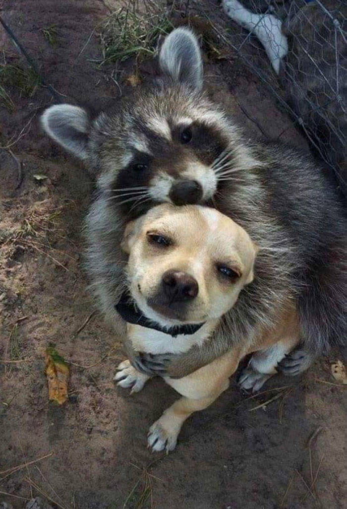 Cute Raccoon Hug