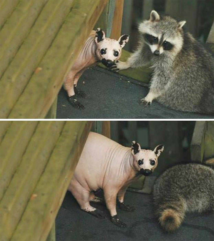 Raccoons Are So Adorable!