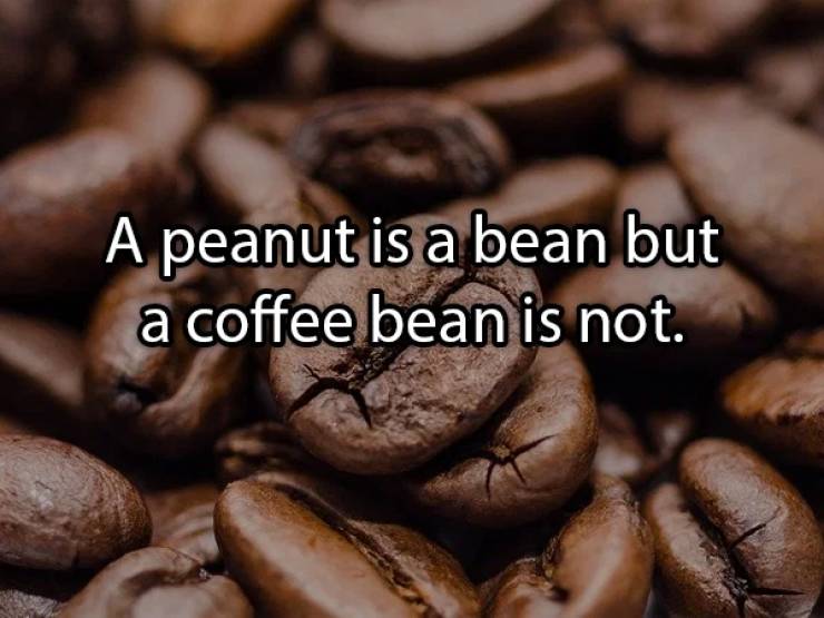 Shower Thoughts Plus Coffee