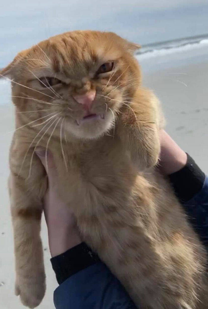This Cat “Enjoyed” His First Beach Experience Quite A Lot!