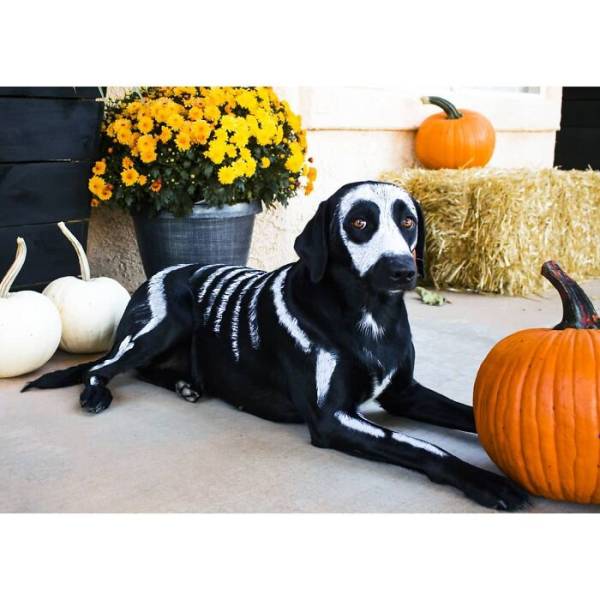 Even Pets Celebrated Halloween In Style!