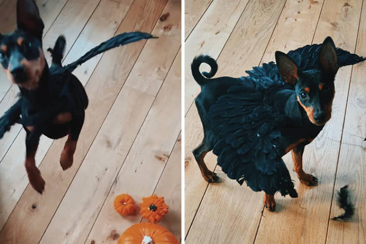 Even Pets Celebrated Halloween In Style!