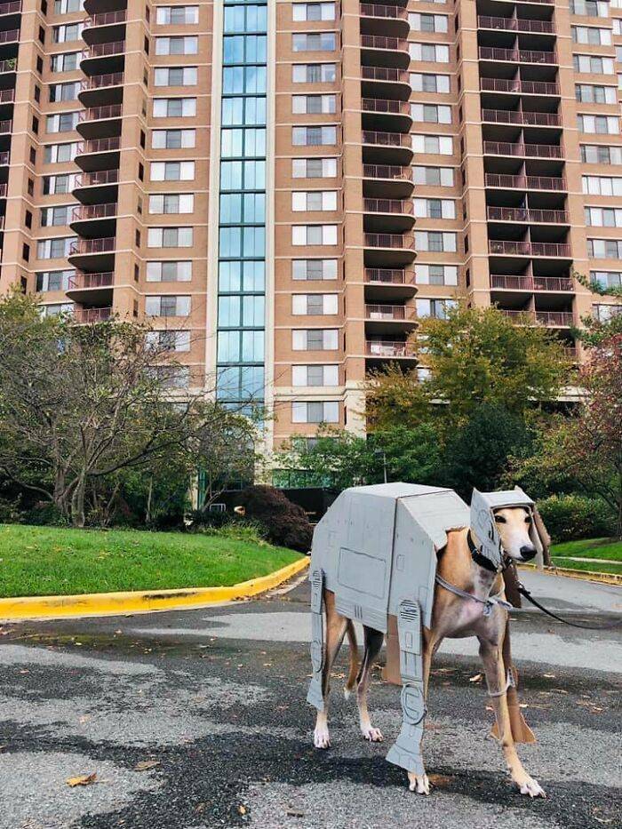 Even Pets Celebrated Halloween In Style!