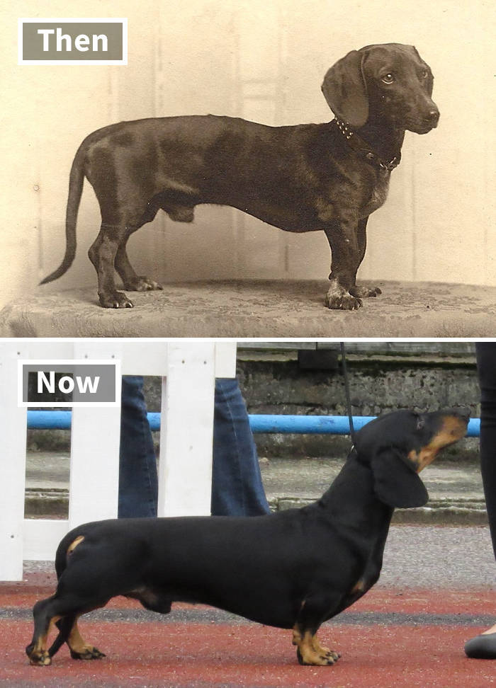 Dog Breeds These Days Vs 100 Years Ago