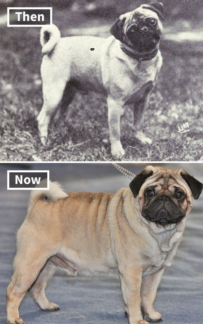 Dog Breeds These Days Vs 100 Years Ago