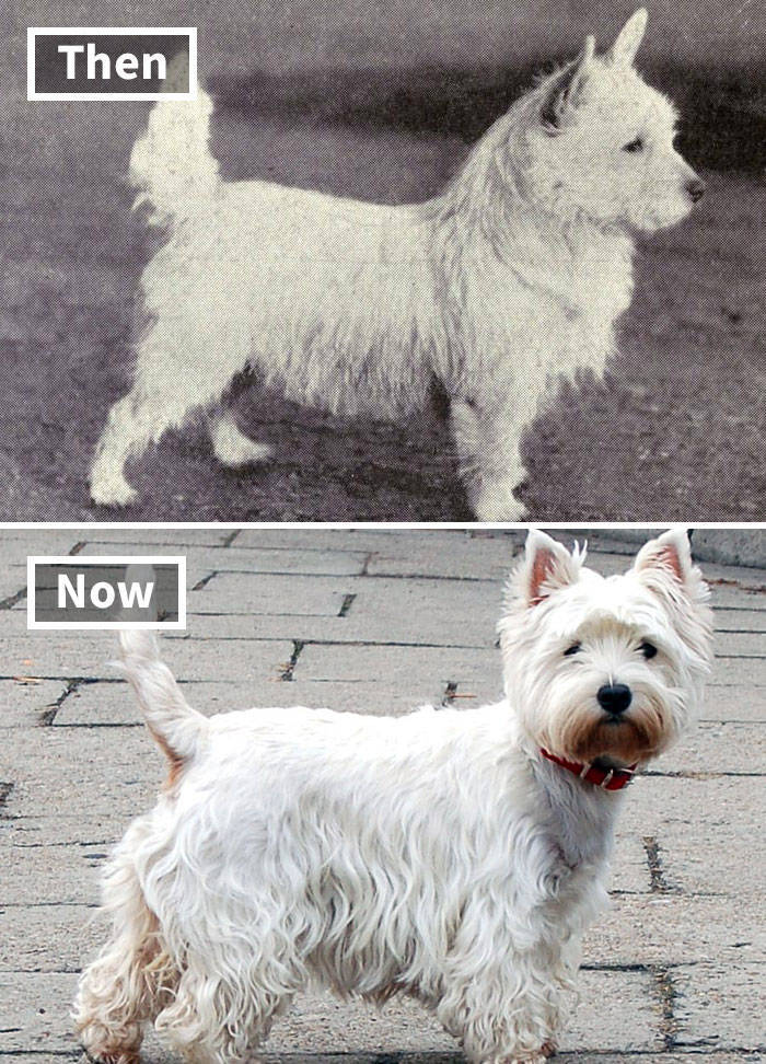 Dog Breeds These Days Vs 100 Years Ago